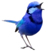 🐦 Эмодзи «Prelestno» для Telegram