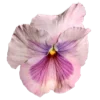 🌸 Эмодзи «Prelestno» для Telegram