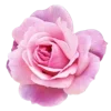 🌸 Эмодзи «Prelestno» для Telegram