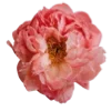 🌺 Эмодзи «Prelestno» для Telegram
