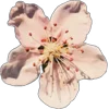 🤩 Эмодзи «Pretty Bows» для Telegram