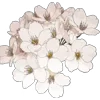 🤩 Эмодзи «Pretty Bows» для Telegram