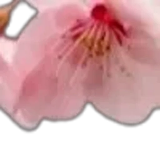 🌟 Эмодзи «prem d 78c 8» для Telegram