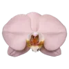 🌺 Эмодзи «prem d 78c 8» для Telegram