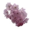 🌸 Эмодзи «prem d 78c 8» для Telegram