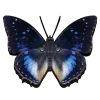 ♾ Эмодзи «Geimvera Ilmur» для Telegram
