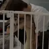 🐕 Эмодзи «og buda - ог буда» для Telegram