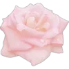 🤩 Эмодзи «Pink Black» для Telegram
