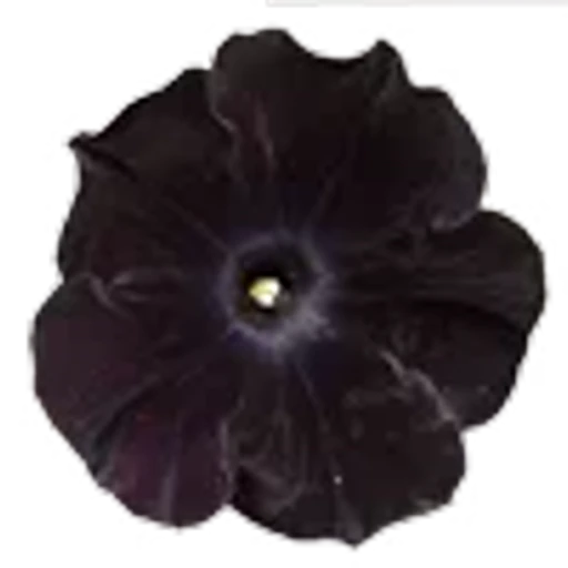 🌺 Эмодзи «pretty» для Telegram