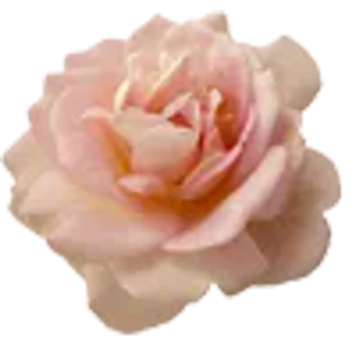 🌹 Эмодзи «pretty» для Telegram