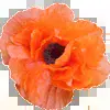 🌺 Эмодзи «pretty» для Telegram