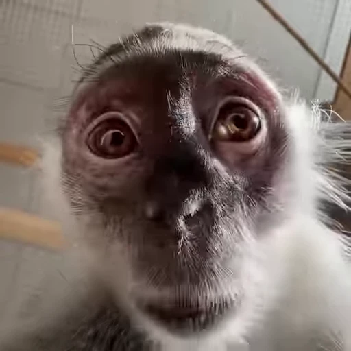 🐵 Стикер «МИКС ПАК» для Telegram