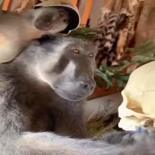 🤔 Стикер «Primates» для Telegram