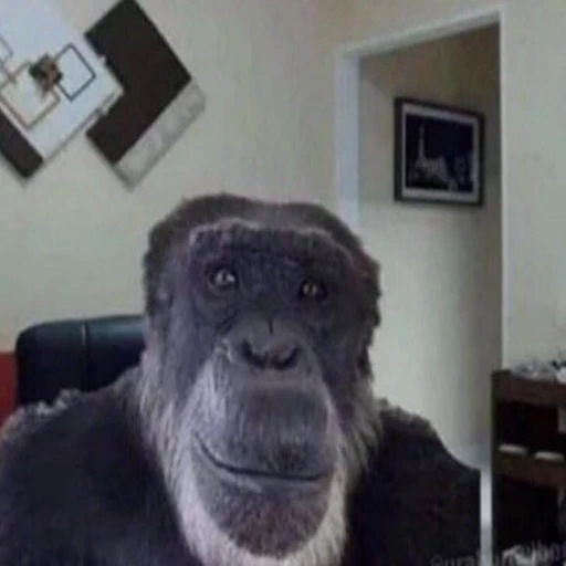 🙂 Стикер «Primates» для Telegram