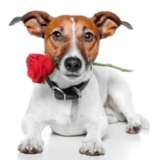 🌹 Стикер «Собаки Хуяки» для Telegram