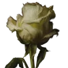 🌹 Эмодзи «Зверюшки» для Telegram