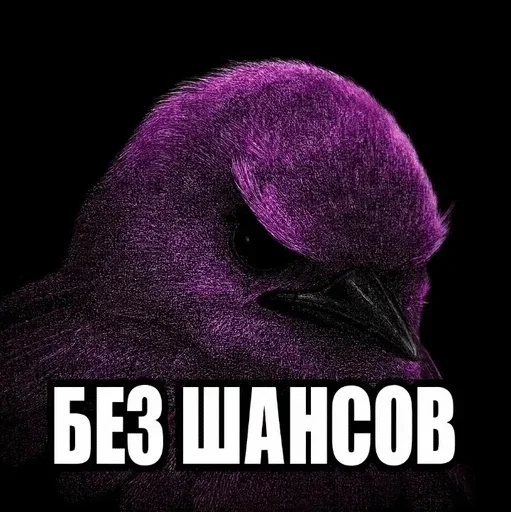 🌟 Стикер «птички (lerixxqwz)» для Telegram