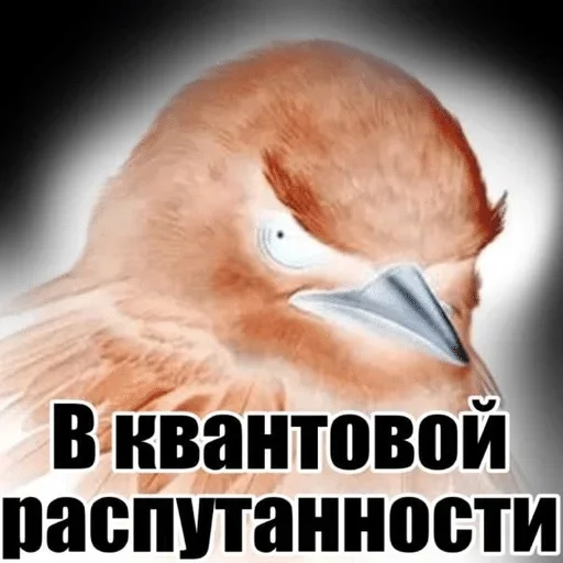 🌟 Стикер «птички (lerixxqwz)» для Telegram