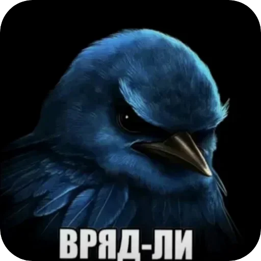 🐦 Стикер «Птички гусь гей» для Telegram