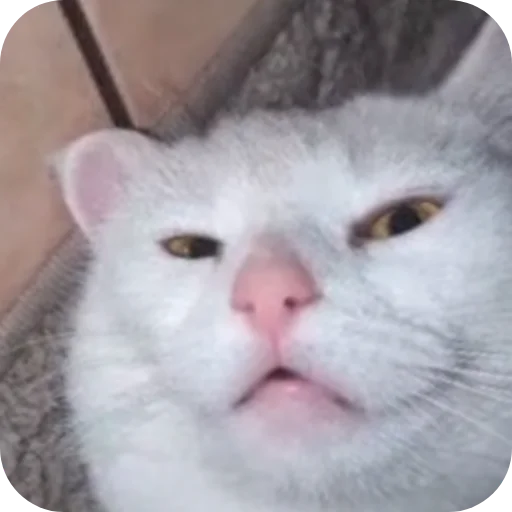 🐱 Стикер «Пучечка» для Telegram