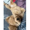 🌟 Эмодзи «Пудельки» для Telegram
