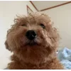 🌟 Эмодзи «Пудельки» для Telegram