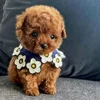 🌟 Эмодзи «Пудельки» для Telegram