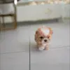 🌟 Эмодзи «Пудельки» для Telegram