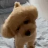 🌟 Эмодзи «Пудельки» для Telegram
