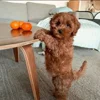🌟 Эмодзи «Пудельки» для Telegram