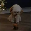 🌟 Эмодзи «Пудельки» для Telegram