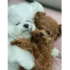 🌟 Эмодзи «Пудельки» для Telegram