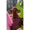 🌟 Эмодзи «Пудельки» для Telegram