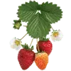🌟 Эмодзи «Pueblo» для Telegram