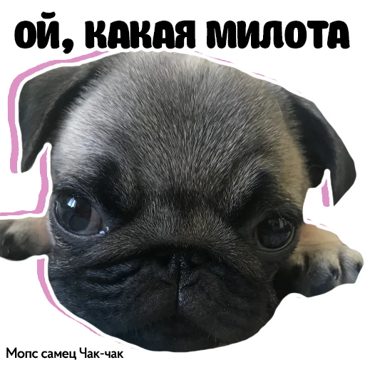Стикерпак Pug Chak-chak (мопс самец Чак-чак) для Telegram — скачать