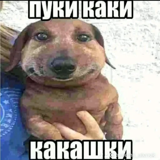 😍 Стикер «pukikaki» для Telegram