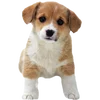 🐶 Эмодзи «Puppycore ꒰ ₊˚ ⊹» для Telegram