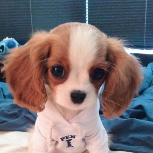 🐶 Стикер «puppy dogs» для Telegram
