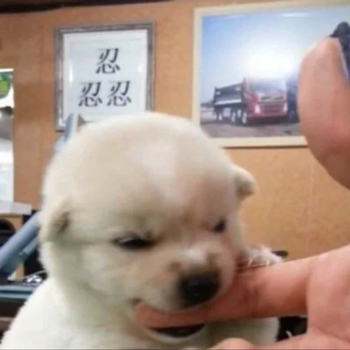 🐶 Стикер «puppy dogs» для Telegram