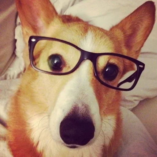 🐶 Стикер «puppy dogs» для Telegram