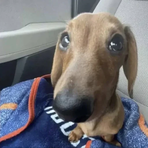 🐶 Стикер «puppy dogs» для Telegram