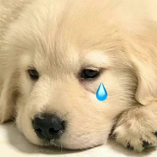 🐶 Стикер «puppy dogs» для Telegram