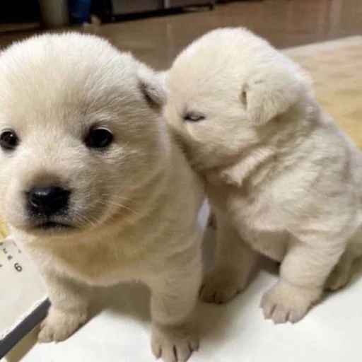 🐶 Стикер «puppy dogs» для Telegram