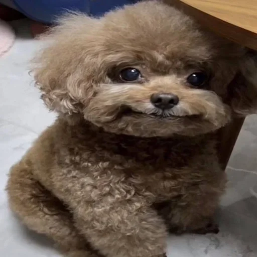 🐶 Стикер «puppy dogs» для Telegram