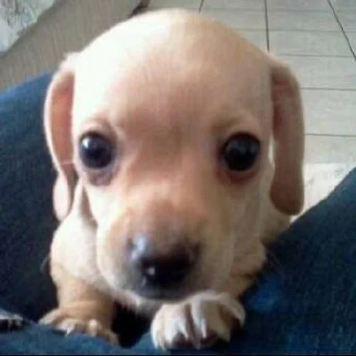 🐶 Стикер «puppy dogs» для Telegram
