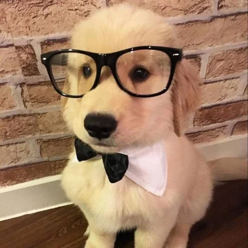 🐶 Стикер «puppy dogs» для Telegram