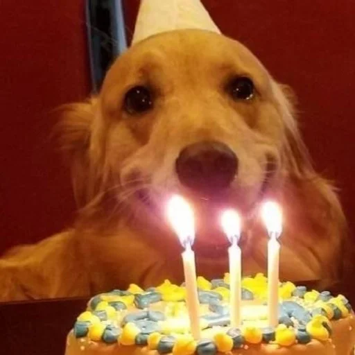 🐶 Стикер «puppy dogs» для Telegram