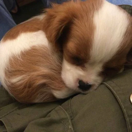 🐶 Стикер «puppy dogs» для Telegram