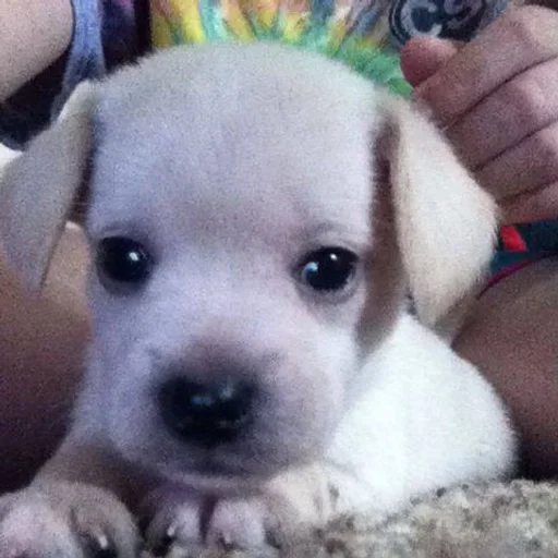🐶 Стикер «puppy dogs» для Telegram