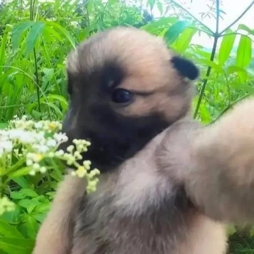 🐶 Стикер «puppy dogs» для Telegram